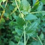 Ageratina aromatica Leaf