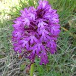 Anacamptis pyramidalisÇiçek