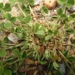 Trifolium suffocatum Sonstige