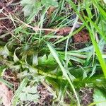 Elodea densa 葉
