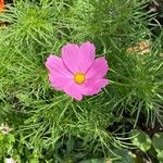 Cosmos bipinnatusFlower