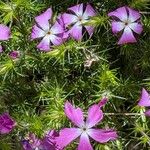 Phlox caespitosa Flor
