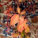 Parthenocissus quinquefolia Blatt