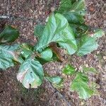 Quercus marilandica Hoja