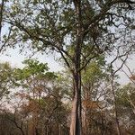 Marquesia macroura Hábito