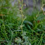 Saxifraga cernua Άλλα