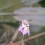 Polystachya cultriformis Virág