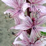 Dictamnus albus Kwiat