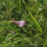 Vicia tetrasperma 花