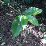 Coffea arabica Leaf