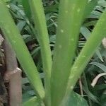 Cordyline stricta Blad