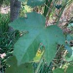 Hibiscus diversifolius Leaf