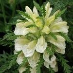 Pedicularis foliosa Flower