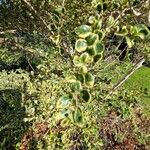 Azara microphylla Hoja