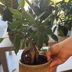 Ficus retusaLeaf