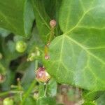 Hedera canariensis 葉