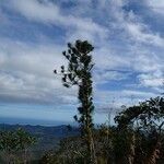 Araucaria biramulata Habit