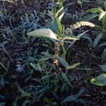 Amaranthus palmeri Habitus