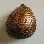 Salacca zalacca മറ്റ്
