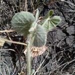 Abutilon pannosum Folla