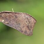 Julbernardia pellegriniana Fruto