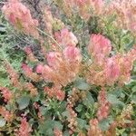 Rumex vesicariusFruit