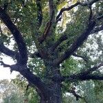 Quercus garryana Otro