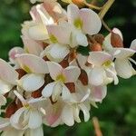 Robinia viscosa Blüte