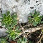 Alyssoides utriculata Leaf