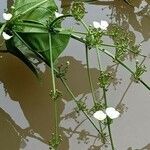 Echinodorus palifolius Habitus