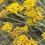 Helichrysum italicumFlower