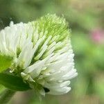 Trifolium montanum 花