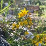 Narcissus gaditanus Flower
