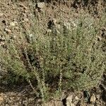 Artemisia herba-alba عادت داشتن