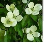 Cornus capitataFlower