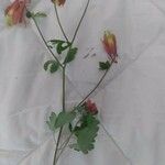 Aquilegia canadensisFlower