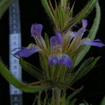 Hygrophila auriculata Blomst