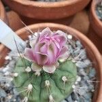 Gymnocalycium anisitsii Flower