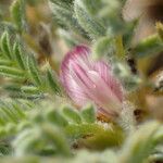 Astragalus thracicus Blodyn