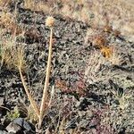 Allium altaicumPlod