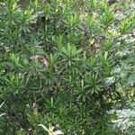 Arawakia weddelliana Plante entière