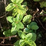 Mentha × piperita Feuille