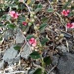 Indigofera linifolia Kvet