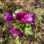 Malva arboreaKukka