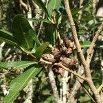 Ochna natalitia Fruit