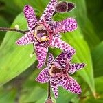 Tricyrtis formosana Flor