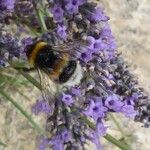 Lavandula × intermedia Flower