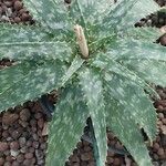 Aloe maculata Leaf