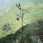 Silene italica Blomma