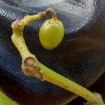 Cyphostemma currorii Frukto